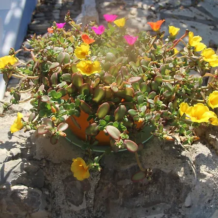 Bettina 2nd Floor Afión