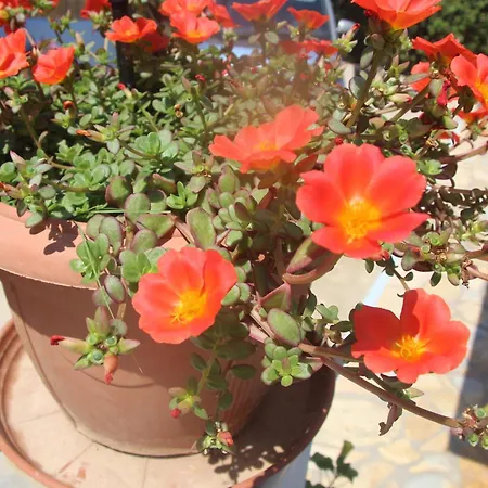 Bettina 2nd Floor Villa *